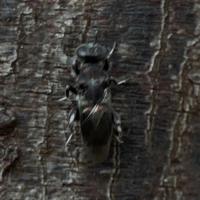 Chalcidoidea (superfamily) (A gall wasp or Chalcid wasp) at O'Connor, ACT - 19 Mar 2024 by Hejor1