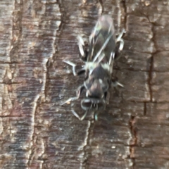 Chalcidoidea (superfamily) at Sullivans Creek, O'Connor - 19 Mar 2024