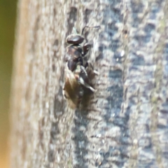 Chalcidoidea (superfamily) at Sullivans Creek, O'Connor - 19 Mar 2024