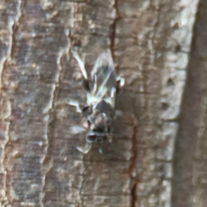 Chalcidoidea (superfamily) at Sullivans Creek, O'Connor - 19 Mar 2024
