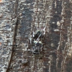 Chalcidoidea (superfamily) at Sullivans Creek, O'Connor - 19 Mar 2024