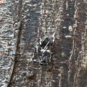 Chalcidoidea (superfamily) at Sullivans Creek, O'Connor - 19 Mar 2024