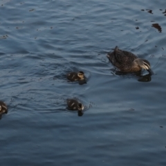 Anas superciliosa (Pacific Black Duck) at Lake Burley Griffin West - 13 Mar 2024 by Mike