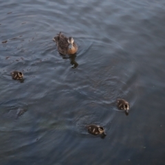 Anas superciliosa at Lake Burley Griffin West - 13 Mar 2024