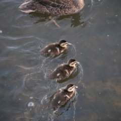 Anas superciliosa at Lake Burley Griffin West - 13 Mar 2024