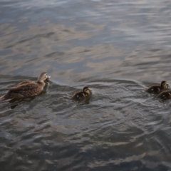 Anas superciliosa at Lake Burley Griffin West - 13 Mar 2024