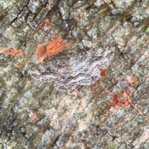 Ectropis fractaria (Ringed Bark Moth) at Sullivans Creek, O'Connor by Hejor1