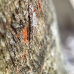 Ectropis fractaria at Sullivans Creek, O'Connor - 19 Mar 2024