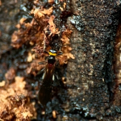 Braconidae (family) (Unidentified braconid wasp) at Sullivans Creek, O'Connor - 19 Mar 2024 by Hejor1