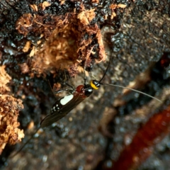 Braconidae (family) at Sullivans Creek, O'Connor - 19 Mar 2024