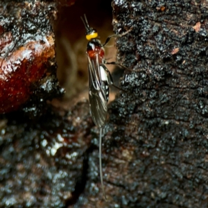 Braconidae (family) at Sullivans Creek, O'Connor - 19 Mar 2024 06:11 PM