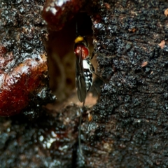 Braconidae (family) at Sullivans Creek, O'Connor - 19 Mar 2024 06:11 PM