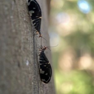 Porismus strigatus at Sullivans Creek, O'Connor - 19 Mar 2024