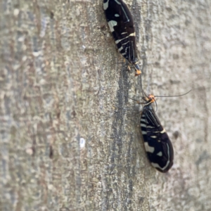 Porismus strigatus at Sullivans Creek, O'Connor - 19 Mar 2024