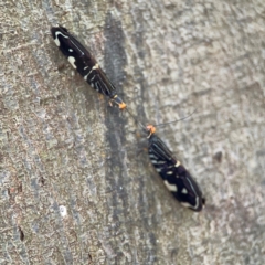 Porismus strigatus at Sullivans Creek, O'Connor - 19 Mar 2024 06:16 PM