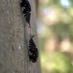 Porismus strigatus at Sullivans Creek, O'Connor - 19 Mar 2024