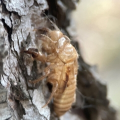 Cicadettini sp. (tribe) (Cicada) at O'Connor, ACT - 19 Mar 2024 by Hejor1