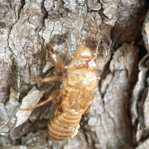 Cicadettini sp. (tribe) at Sullivans Creek, O'Connor - 19 Mar 2024 06:22 PM