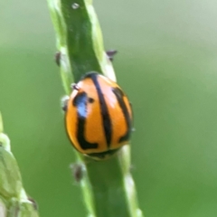 Micraspis frenata (Striped Ladybird) at Sullivans Creek, O'Connor - 19 Mar 2024 by Hejor1