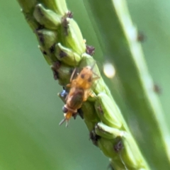 Diptera (order) at Sullivans Creek, O'Connor - 19 Mar 2024 by Hejor1