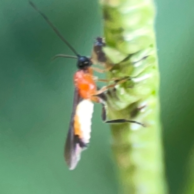 Braconidae (family) (Unidentified braconid wasp) at O'Connor, ACT - 19 Mar 2024 by Hejor1