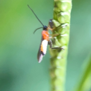 Braconidae (family) at Sullivans Creek, O'Connor - 19 Mar 2024