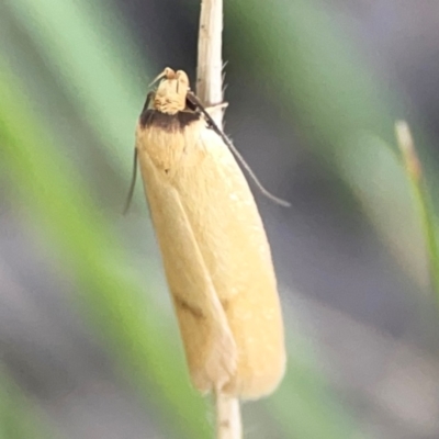 Oecophoridae provisional species 6 at Sullivans Creek, O'Connor - 19 Mar 2024 by Hejor1