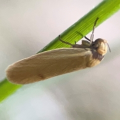 Oecophoridae provisional species 6 at suppressed - 19 Mar 2024