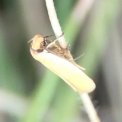 Oecophoridae provisional species 6 at suppressed - suppressed