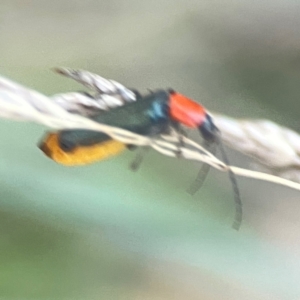 Chauliognathus tricolor at Sullivans Creek, O'Connor - 19 Mar 2024