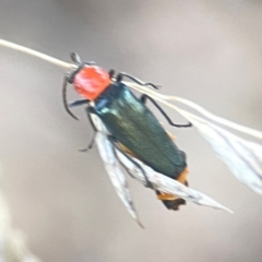 Chauliognathus tricolor at Sullivans Creek, O'Connor - 19 Mar 2024 06:38 PM