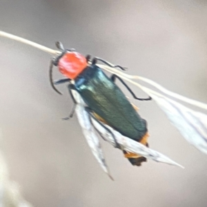 Chauliognathus tricolor at Sullivans Creek, O'Connor - 19 Mar 2024