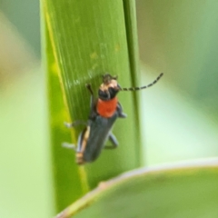 Chauliognathus tricolor at Sullivans Creek, O'Connor - 19 Mar 2024 06:38 PM