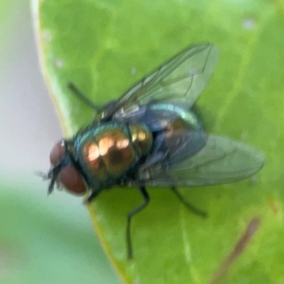 Lucilia cuprina (Australian sheep blowfly) at Sullivans Creek, O'Connor - 19 Mar 2024 by Hejor1