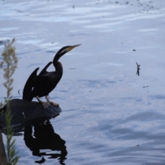 Anhinga novaehollandiae (Australasian Darter) at Lake Burley Griffin West - 12 Mar 2024 by Mike