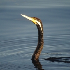 Anhinga novaehollandiae at Lake Burley Griffin West - 12 Mar 2024