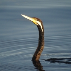 Anhinga novaehollandiae at Lake Burley Griffin West - 12 Mar 2024 07:35 AM