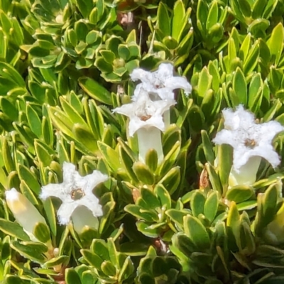 Pentachondra pumila (Carpet Heath) at Geehi, NSW - 19 Mar 2024 by HelenCross