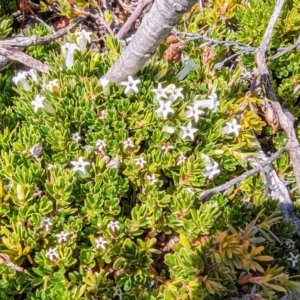 Pentachondra pumila at Kosciuszko National Park - 19 Mar 2024