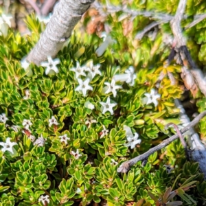 Pentachondra pumila at Kosciuszko National Park - 19 Mar 2024