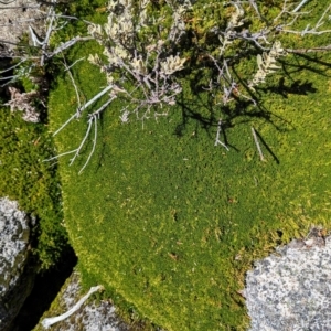 Pentachondra pumila at Kosciuszko National Park - 19 Mar 2024