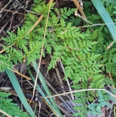 Cheilanthes austrotenuifolia (Rock Fern) at Mount Rogers - 19 Mar 2024 by WalkYonder
