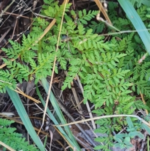 Cheilanthes austrotenuifolia at Mount Rogers - 19 Mar 2024