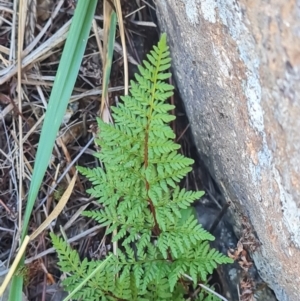 Cheilanthes austrotenuifolia at Mount Rogers - 19 Mar 2024