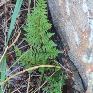 Cheilanthes austrotenuifolia at Mount Rogers - 19 Mar 2024 09:37 AM