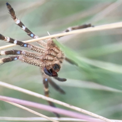 Neosparassus calligaster (Beautiful Badge Huntsman) at O'Connor, ACT - 19 Mar 2024 by Hejor1