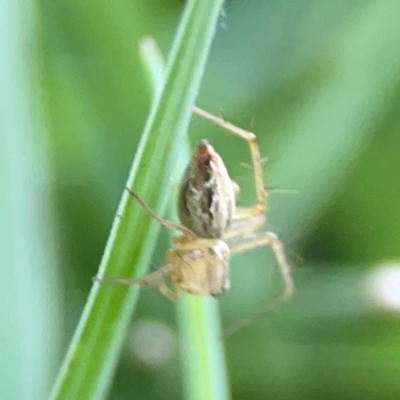 Oxyopes (genus) (Lynx spider) at Sullivans Creek, O'Connor - 19 Mar 2024 by Hejor1
