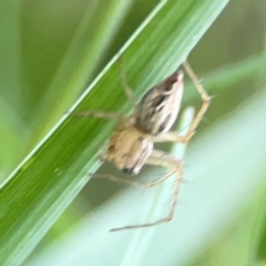 Oxyopes sp. (genus) at Sullivans Creek, O'Connor - 19 Mar 2024 06:27 PM