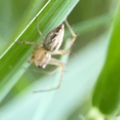 Oxyopes sp. (genus) at Sullivans Creek, O'Connor - 19 Mar 2024 06:27 PM