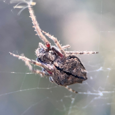 Socca pustulosa (Knobbled Orbweaver) at O'Connor, ACT - 19 Mar 2024 by Hejor1